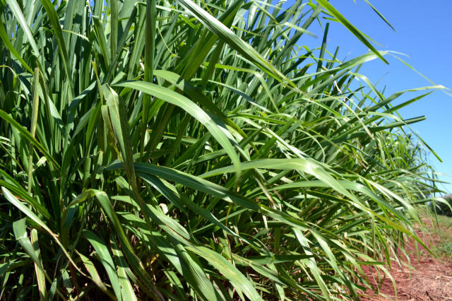 Capim Mombaça Agrotech